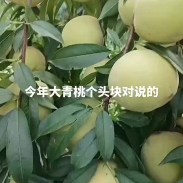 青桃