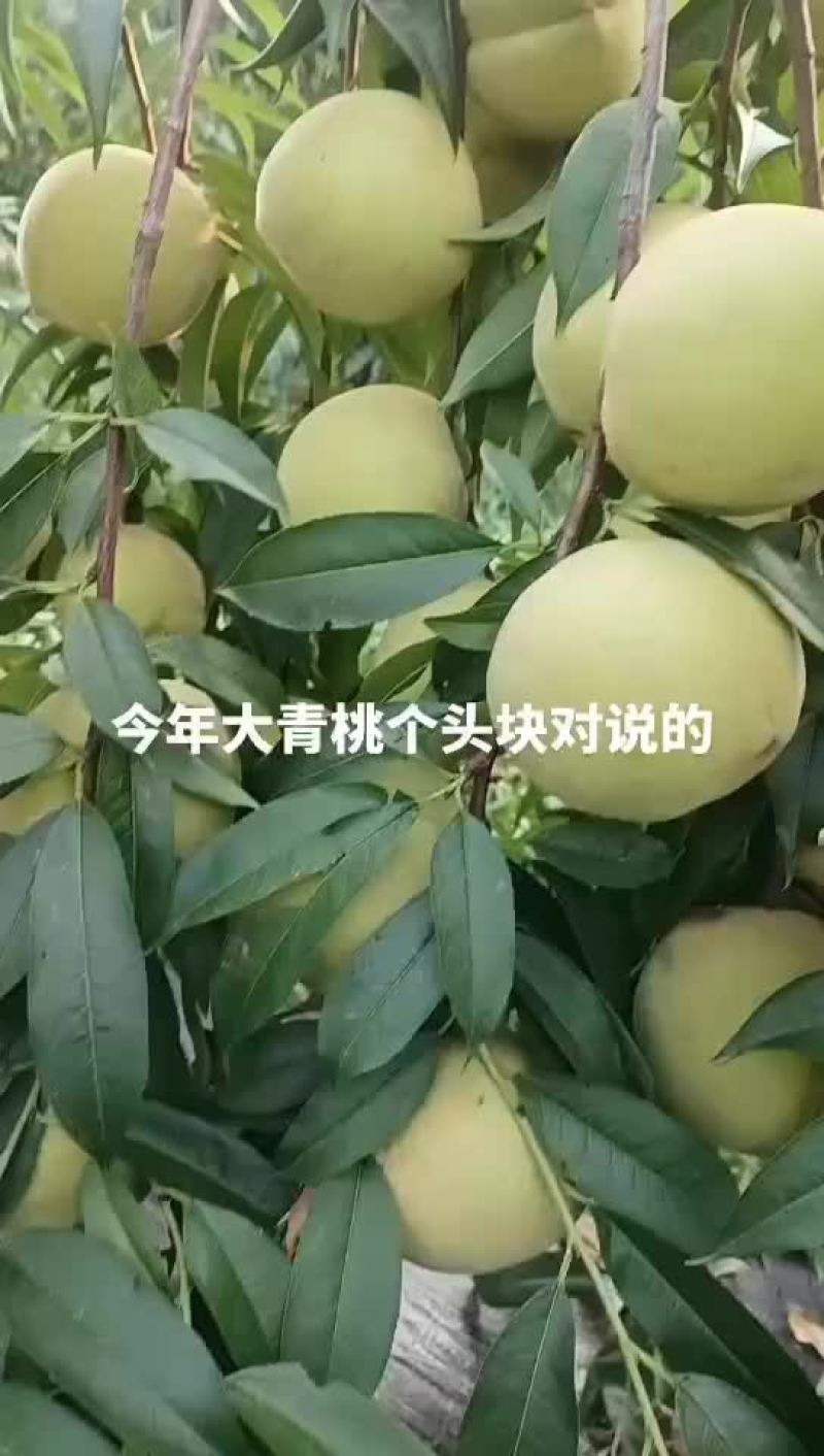 青桃