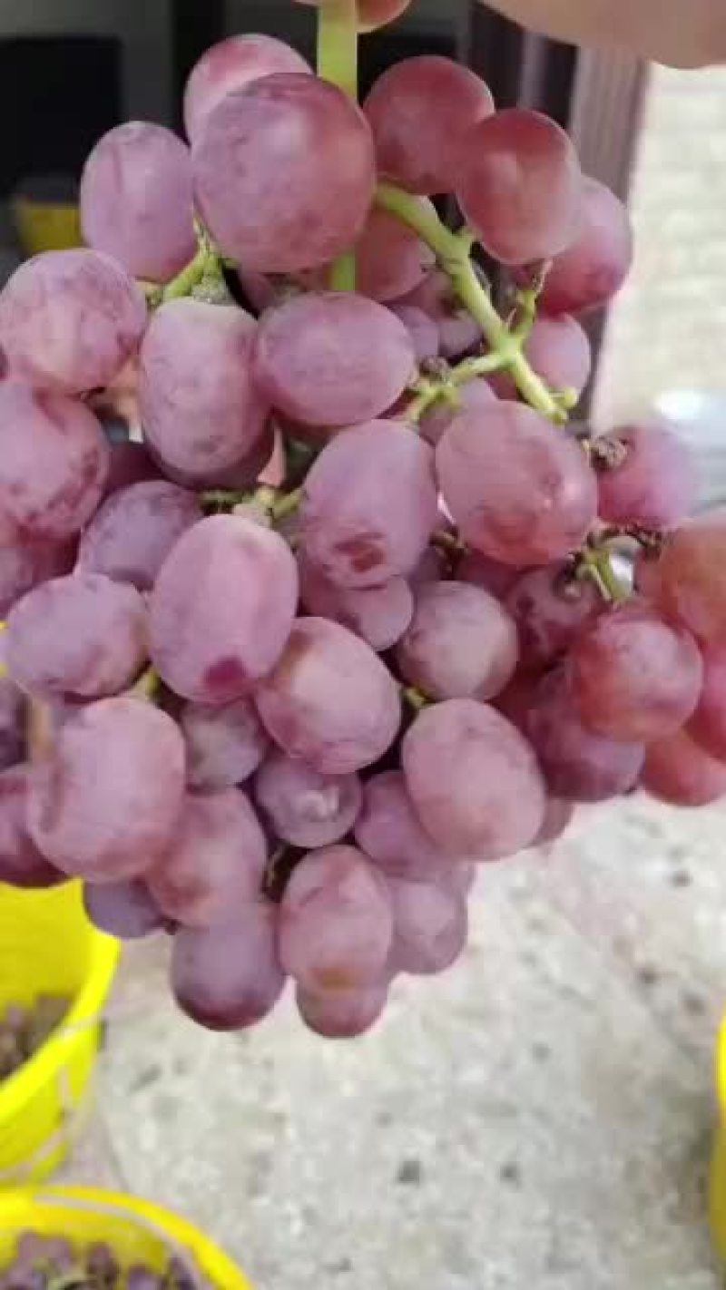 红提