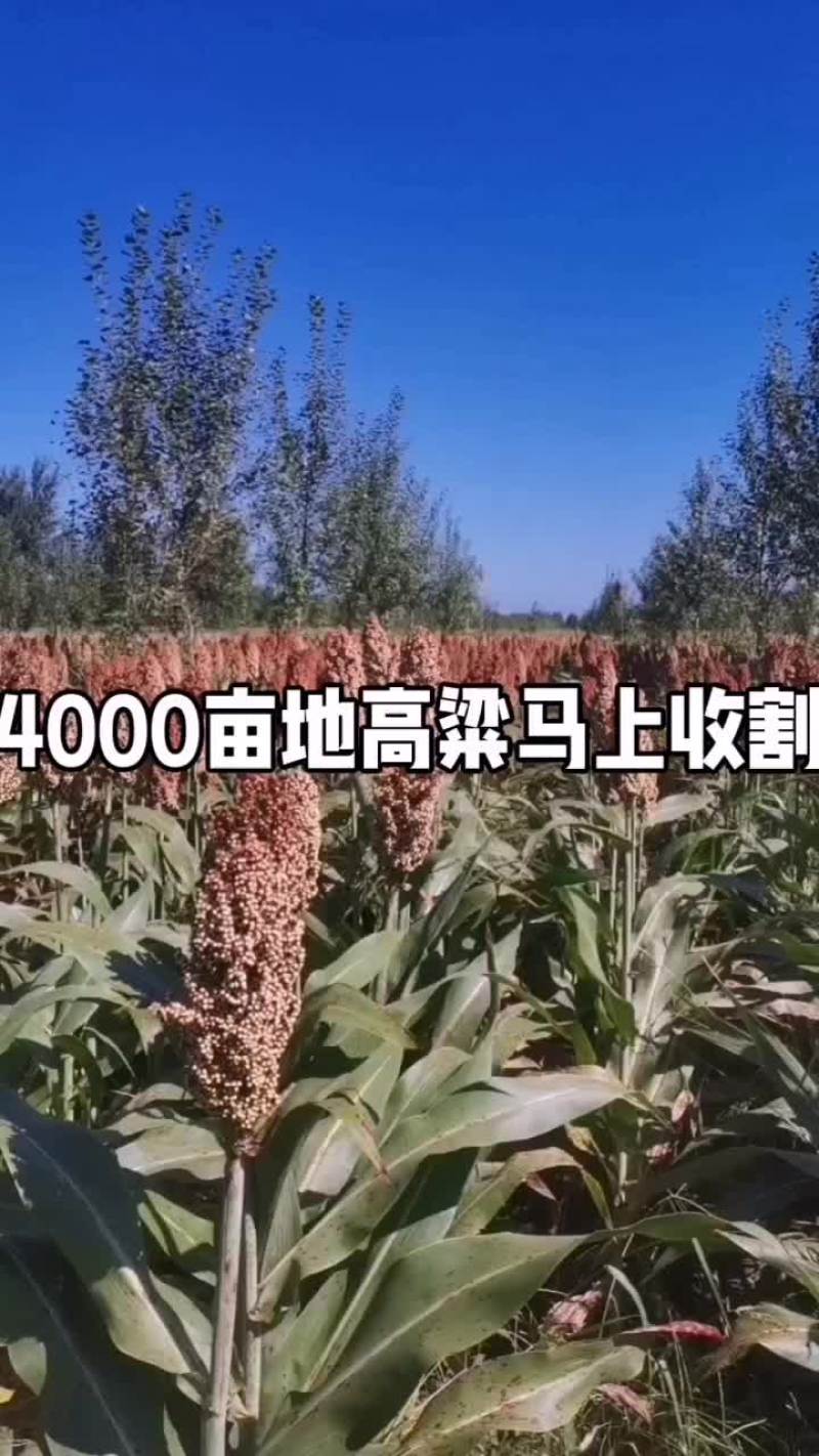 还有一个月高粱开始收割