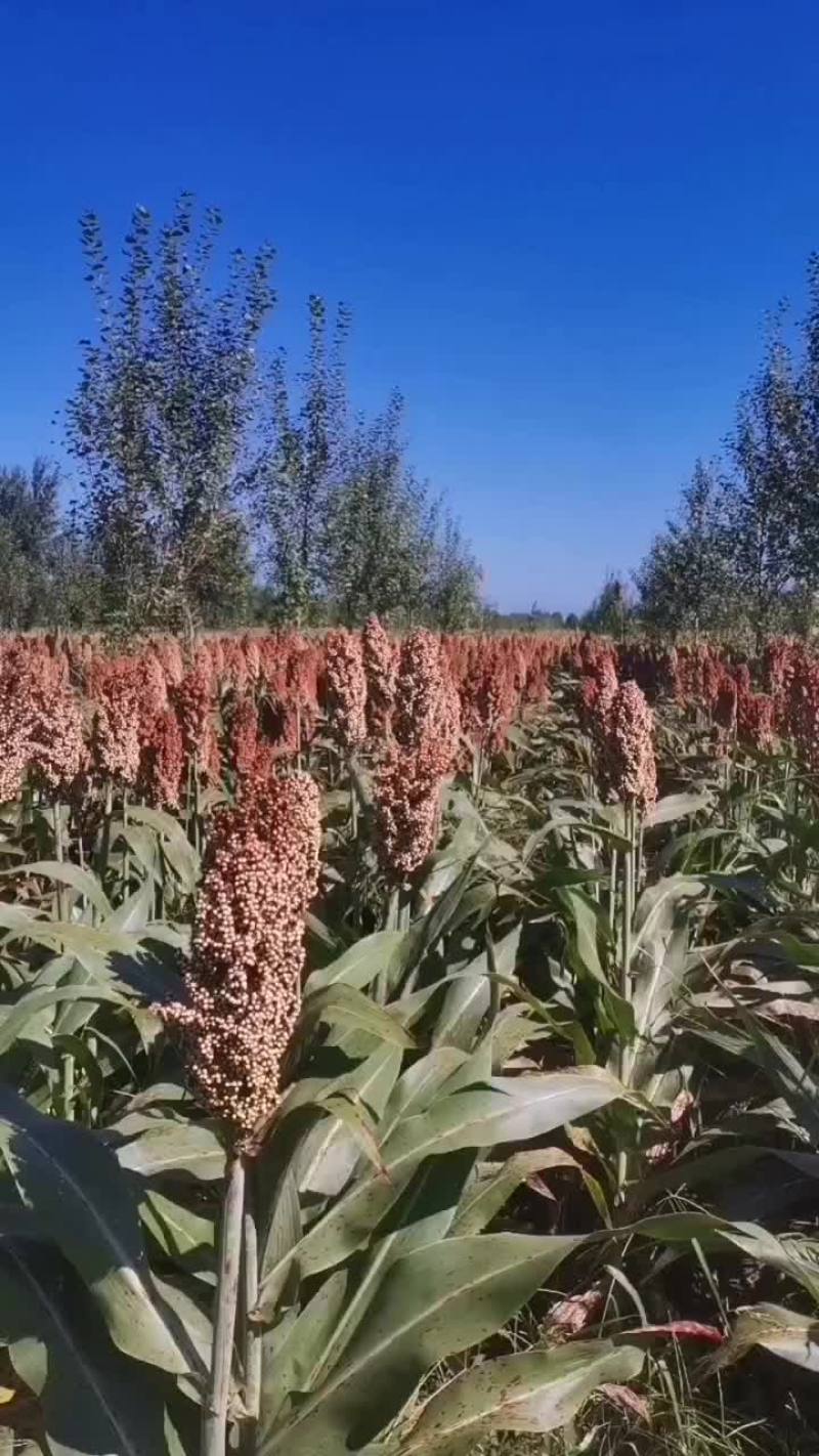还有一个月高粱开始收割