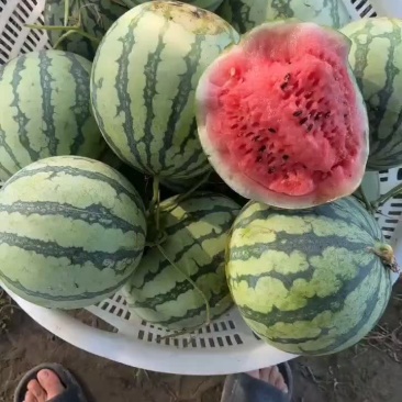 精品二茬有籽麒麟西瓜口感酥脆皮毛好