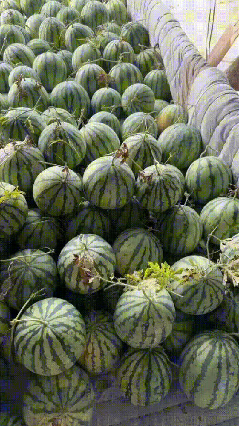 精品二茬有籽麒麟西瓜口感酥脆皮毛好