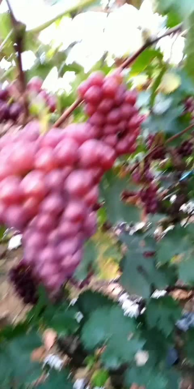 巨峰葡萄