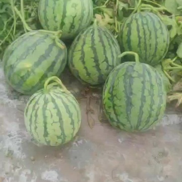 无籽高次