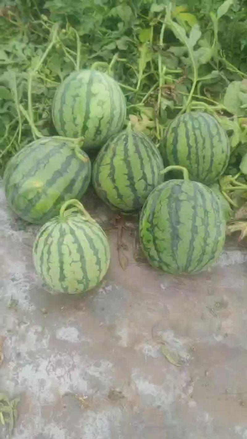 无籽高次