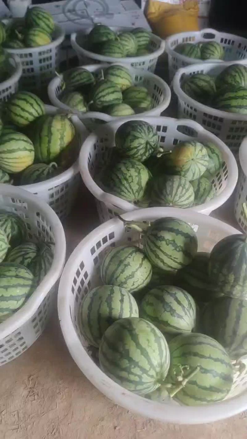 无籽高次
