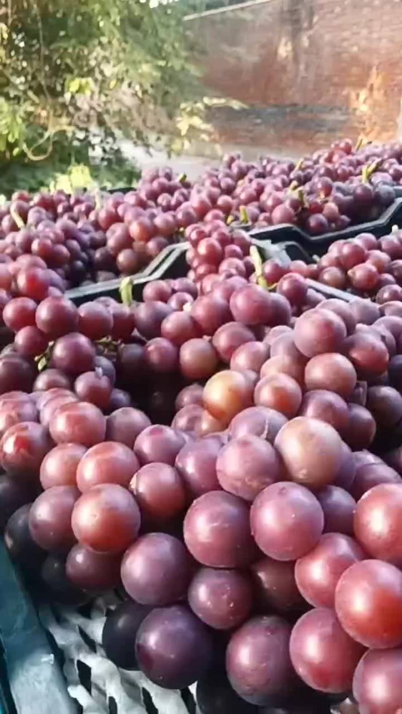 巨峰葡萄