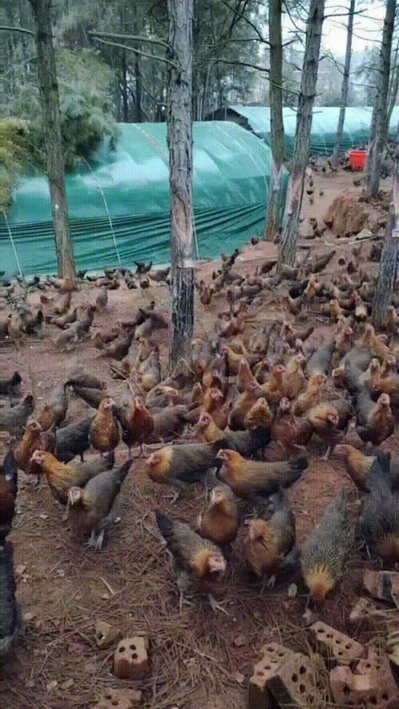 黑瑶散养跑山鸡亏本卖