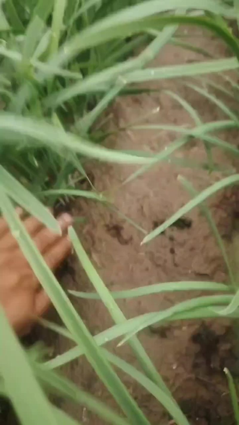 精品韭菜