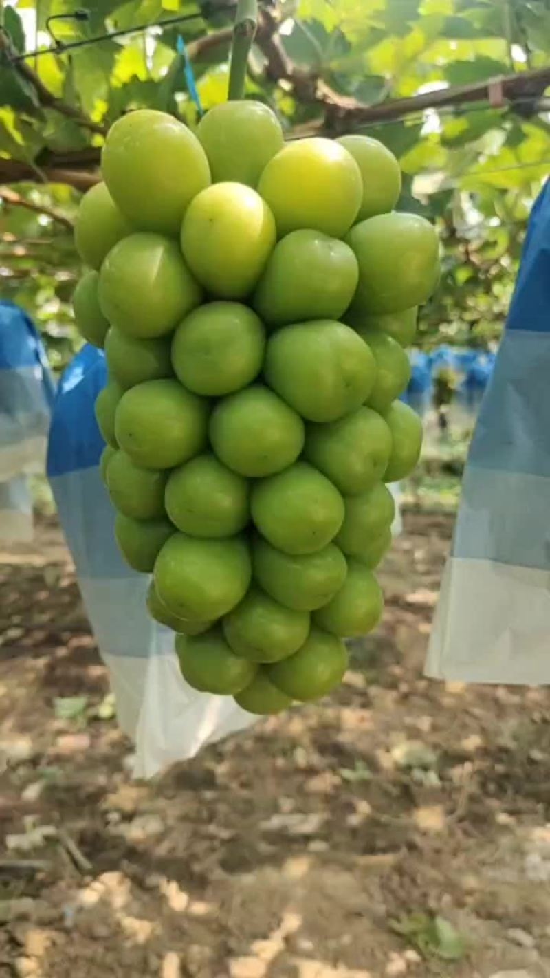 大量供应陕西大荔库存阳光玫瑰葡萄，欢迎咨询采购一手货源