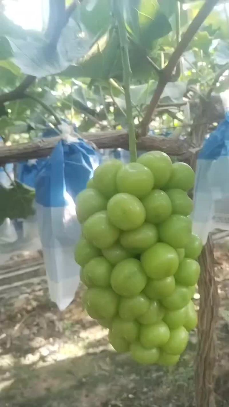大量供应陕西大荔库存阳光玫瑰葡萄，欢迎咨询采购一手货源