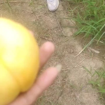精品风味天后