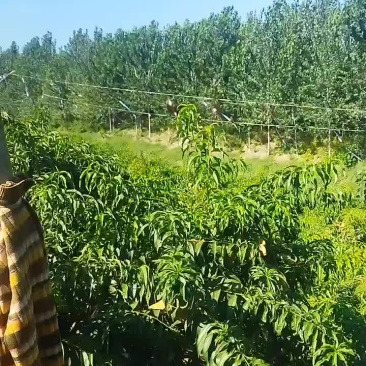 河南锦绣/金皇后精品黄桃