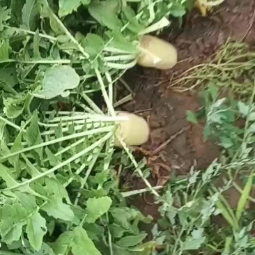 白萝卜