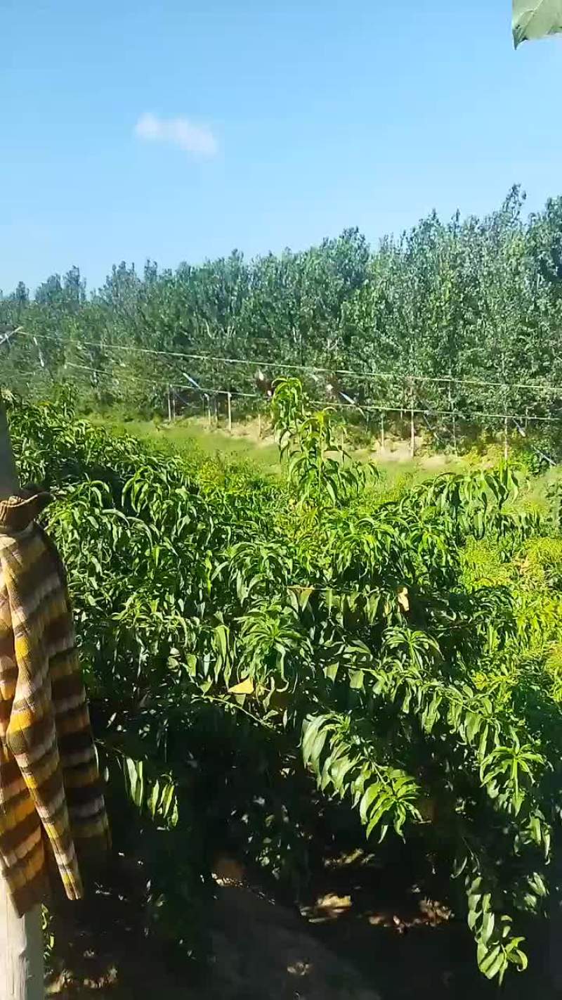 河南锦绣/金皇后精品黄桃