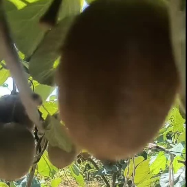 陕西眉县猕猴桃酸甜刚刚好，赚钱刚刚好