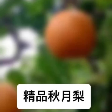 秋月梨