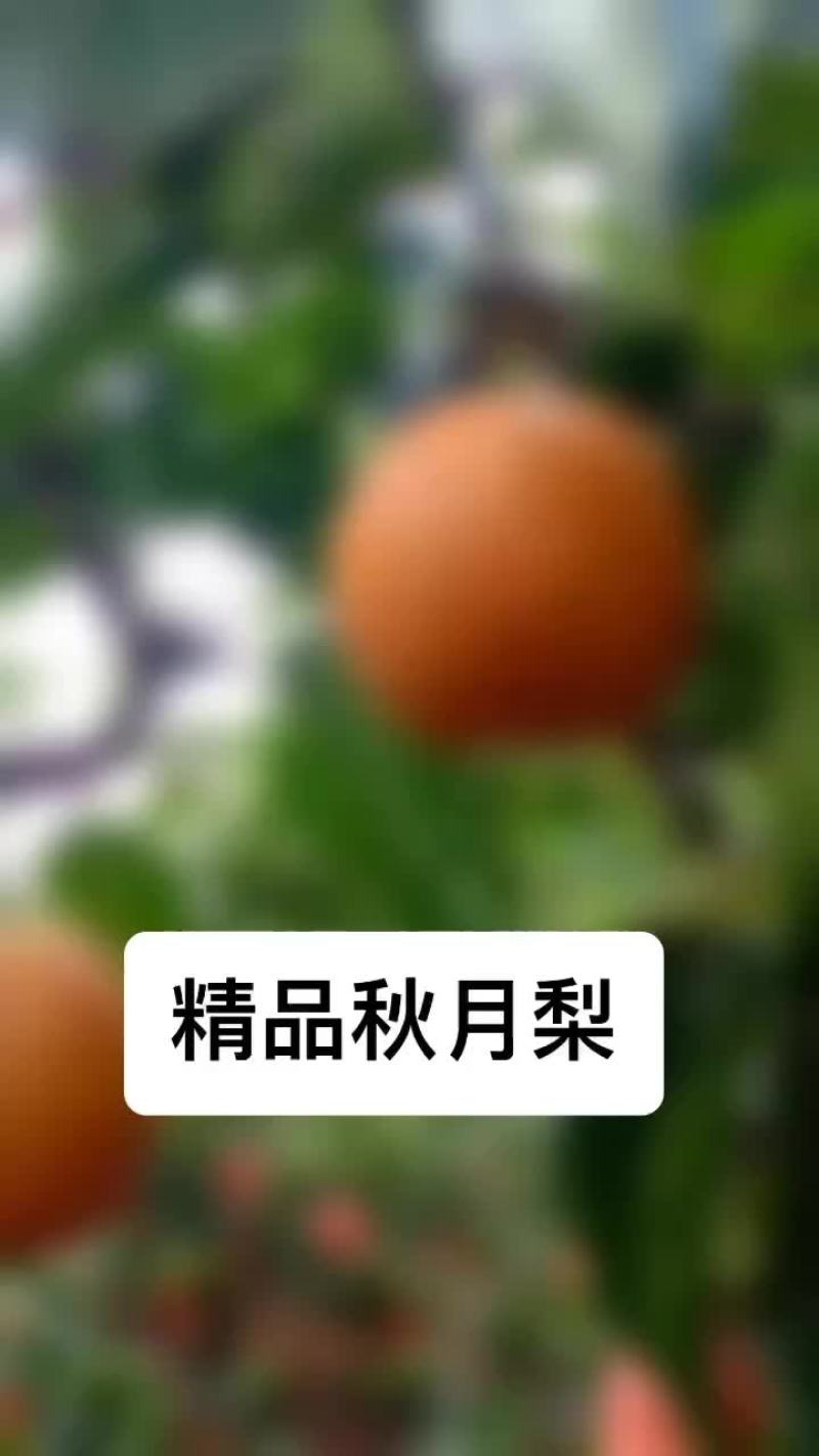 秋月梨