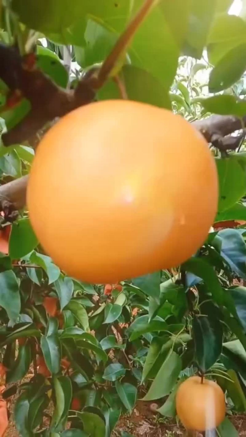 秋月梨