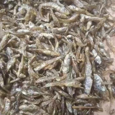 油炸小小麦穗鱼