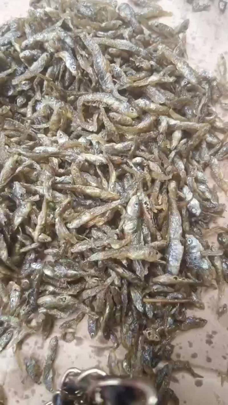 油炸小小麦穗鱼