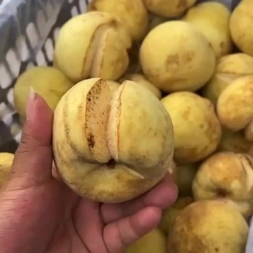 丑桃！爆炸桃。开口笑。