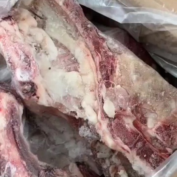 尾叉骨