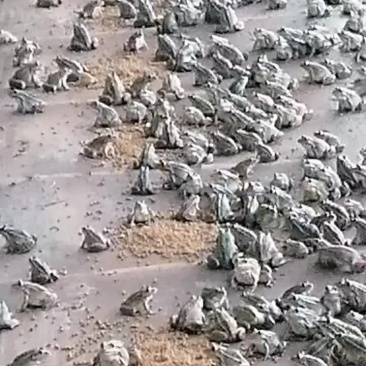 黑斑蛙