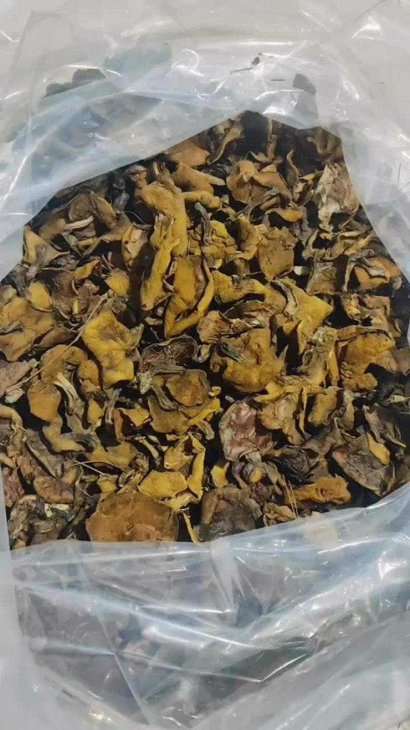 东北特产松树蘑（粘团子）