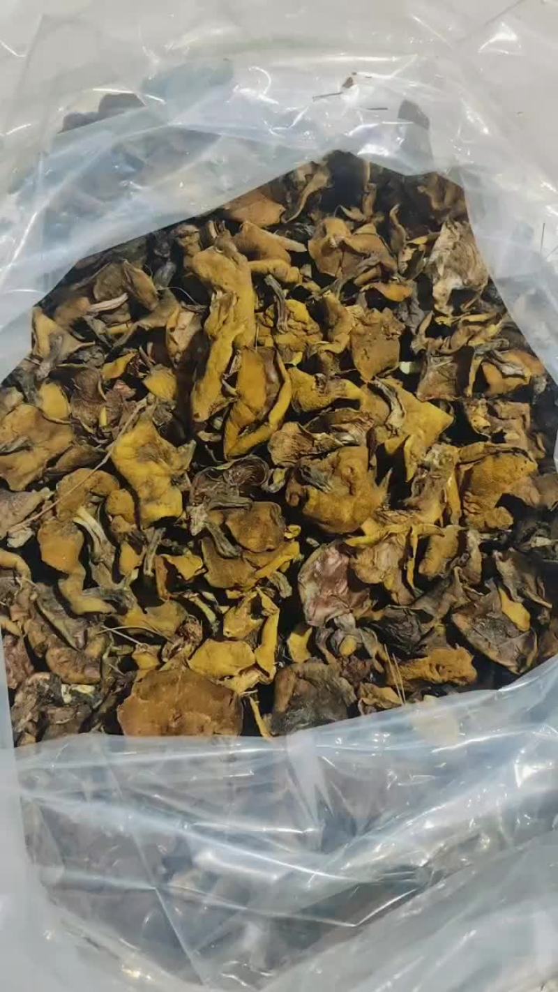 东北特产松树蘑（粘团子）