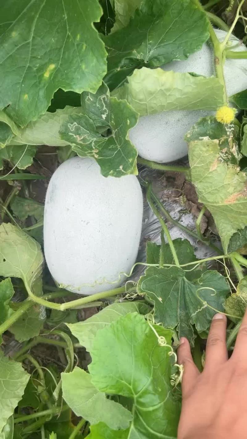 水果冬瓜按需分拣