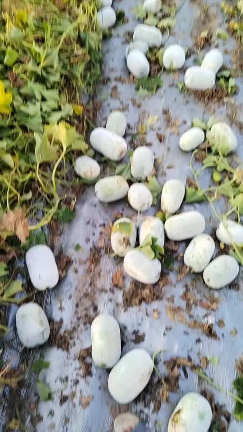 水果冬瓜按需分拣