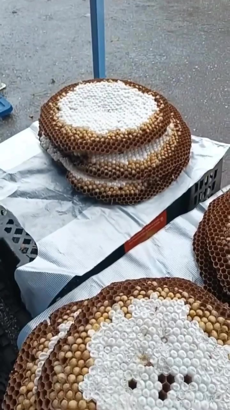 蜂蛹
