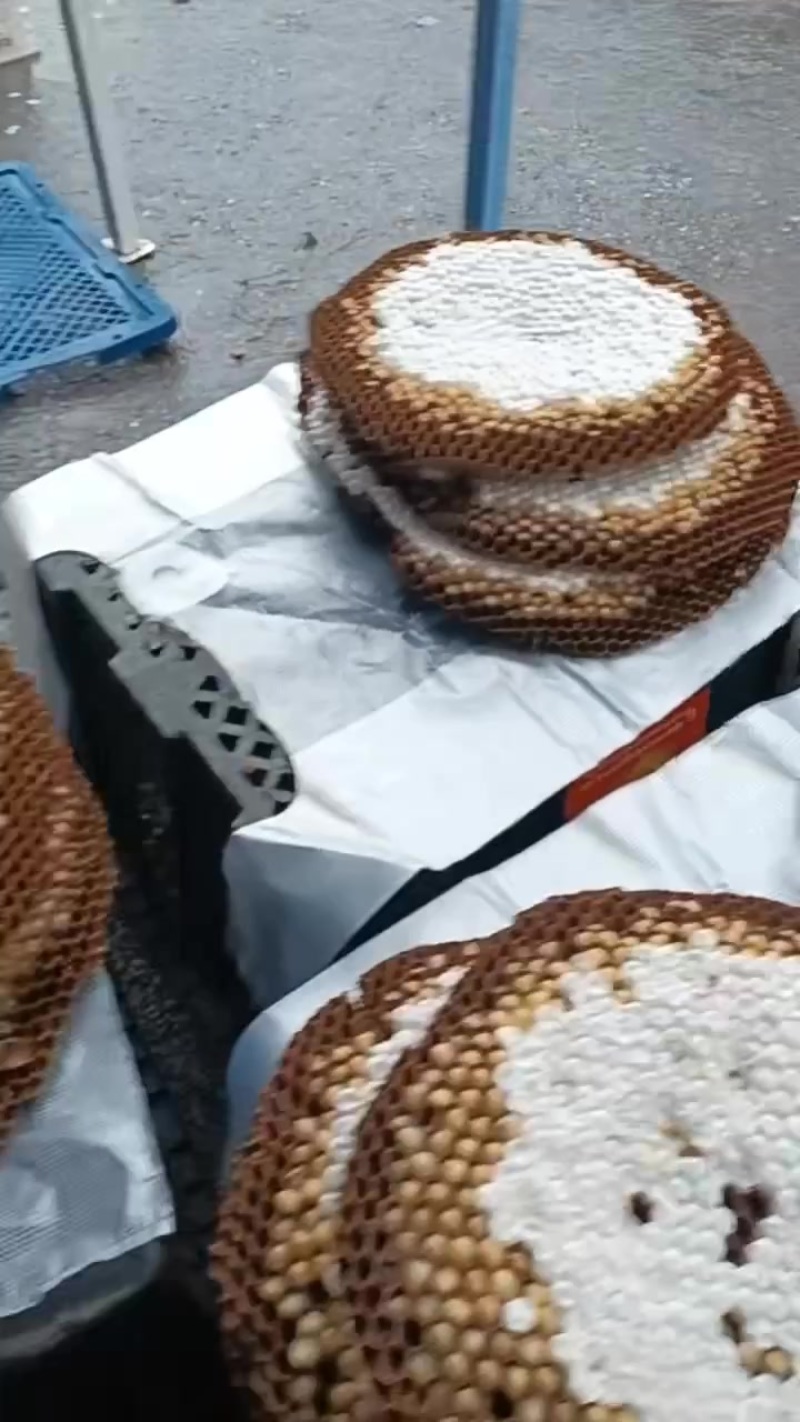 蜂蛹