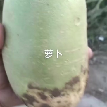 青萝卜