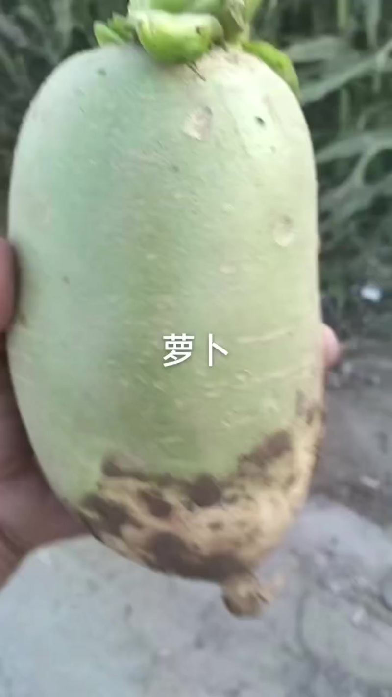 青萝卜