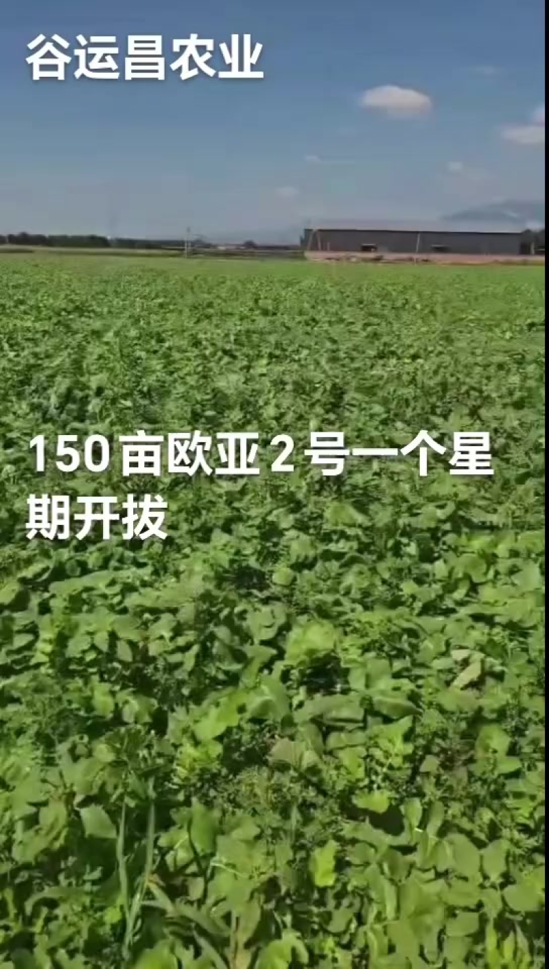 青萝卜