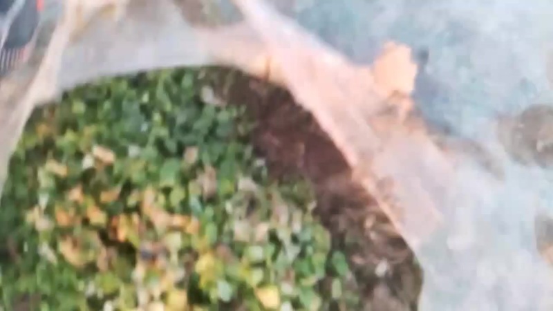 猫爪草种苗，种子