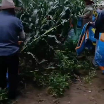 花糯玉米
