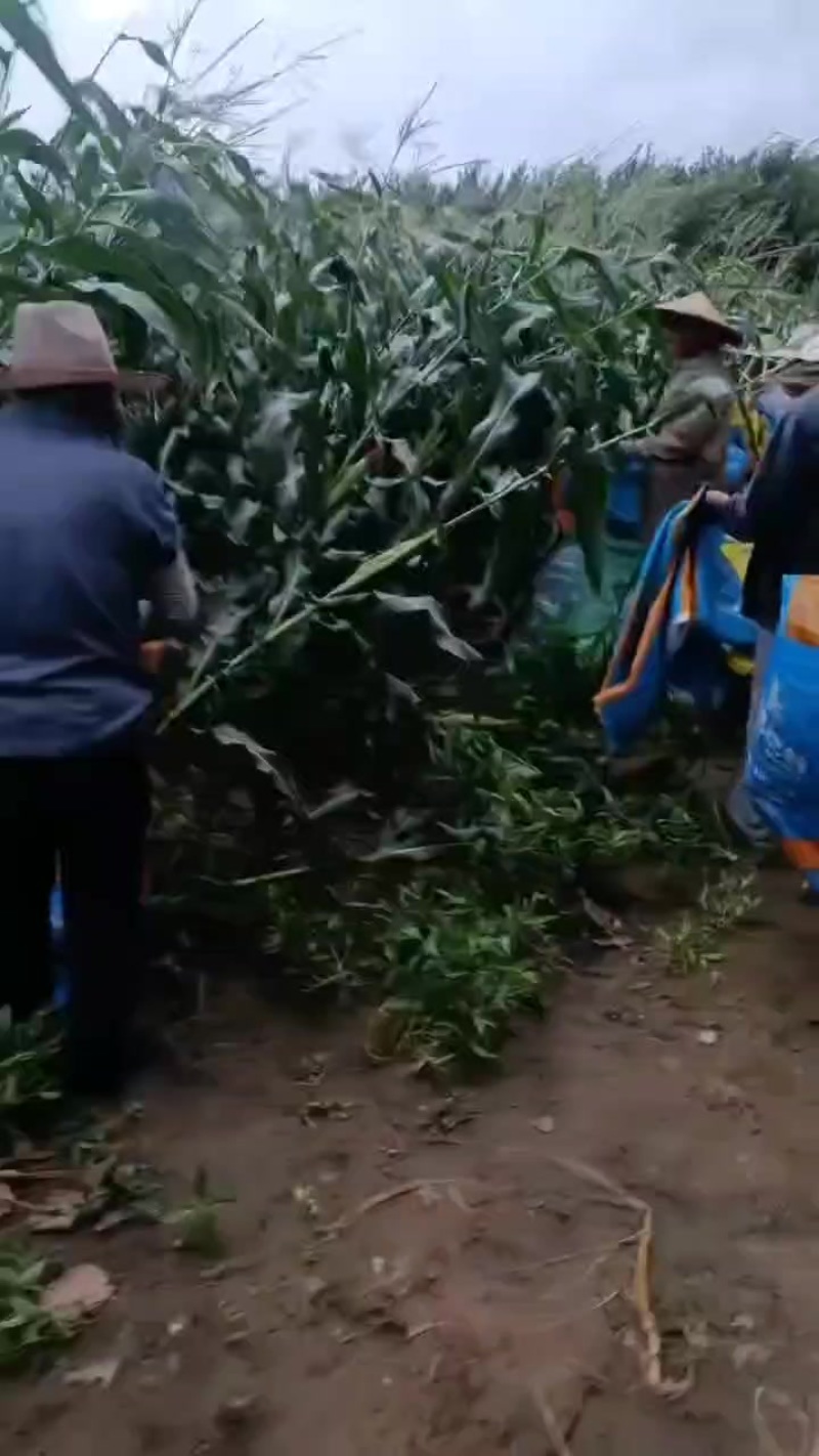 花糯玉米