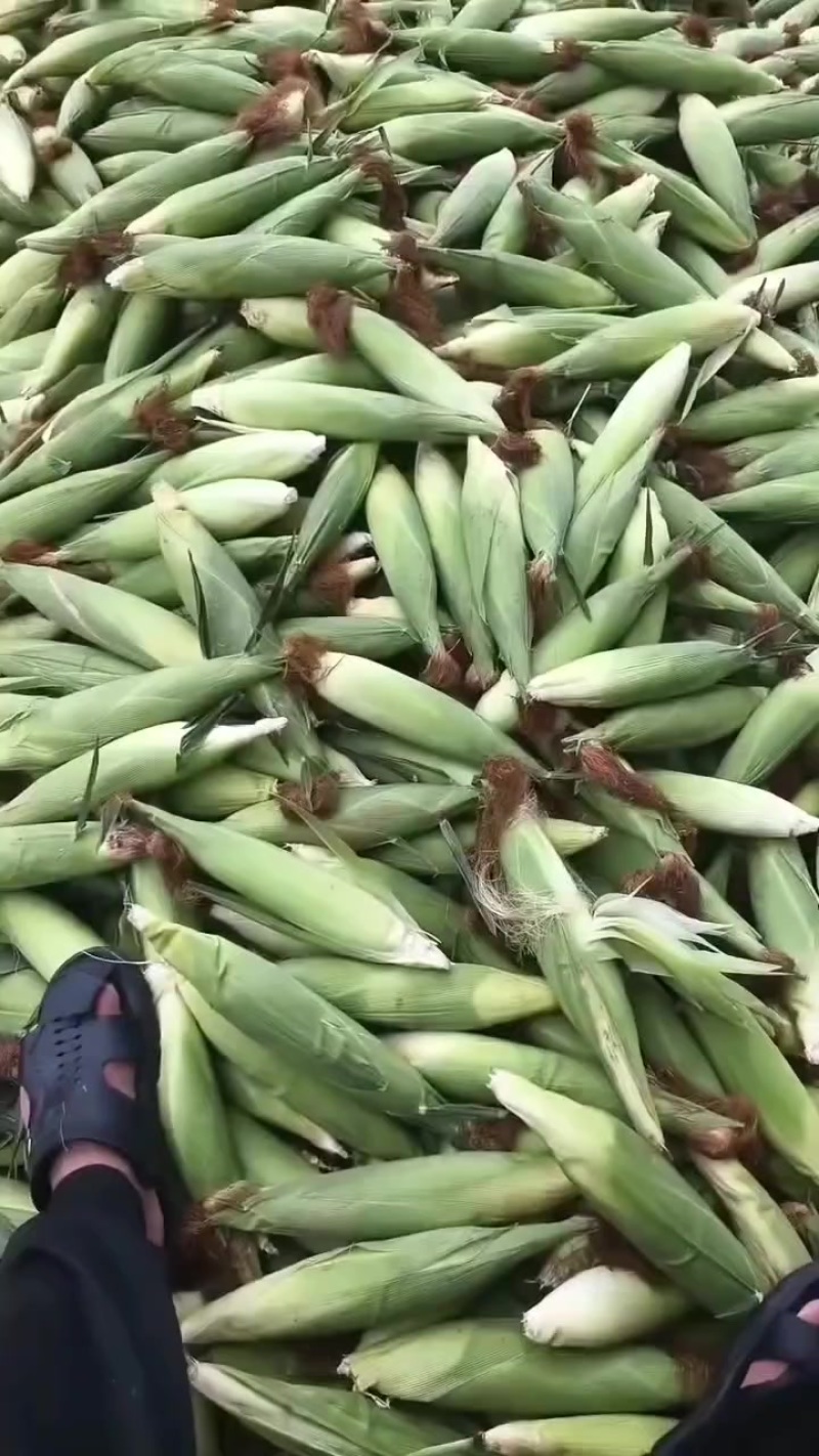 花糯玉米