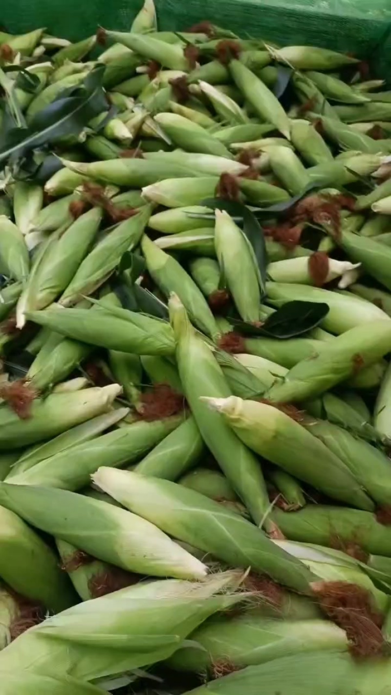 花糯玉米