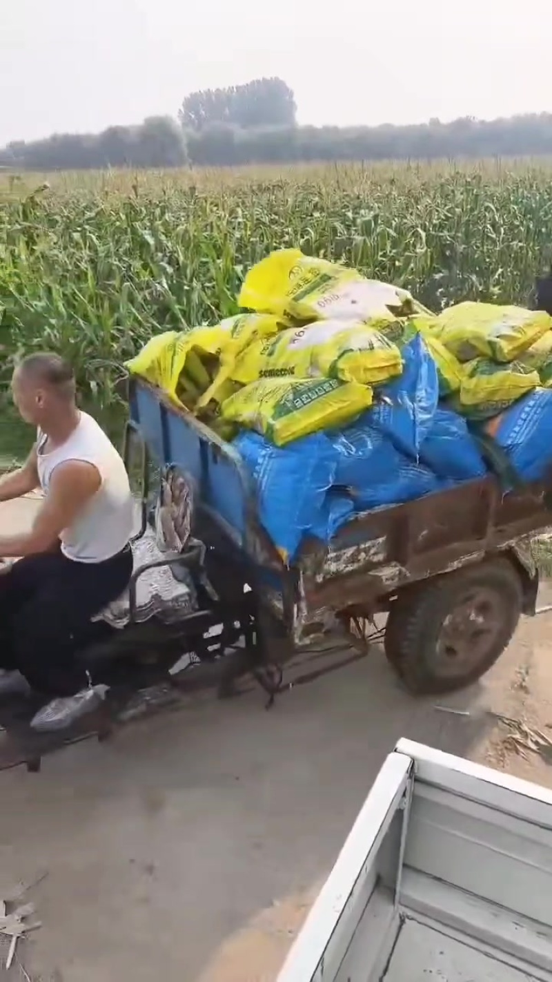 花糯玉米