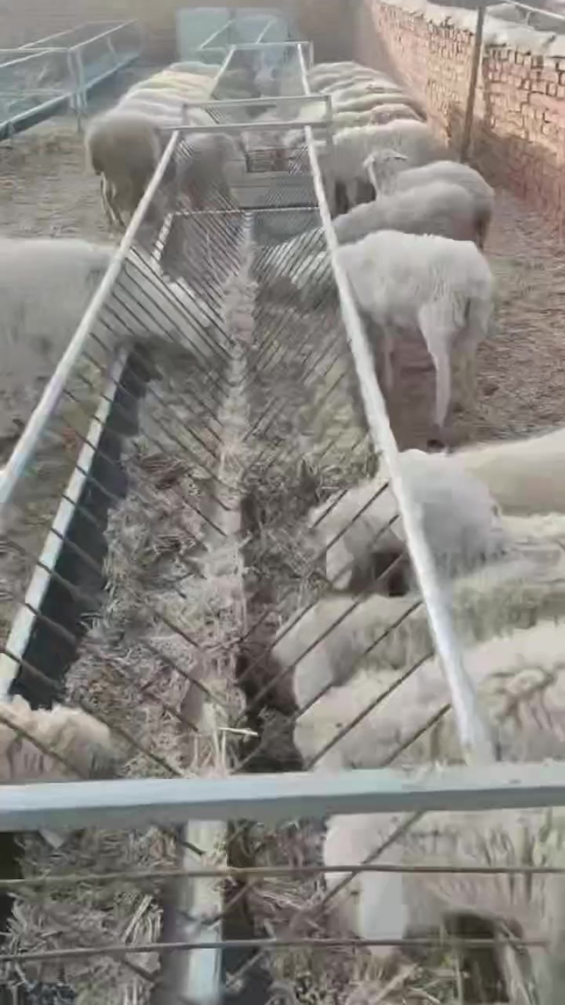 绵羊