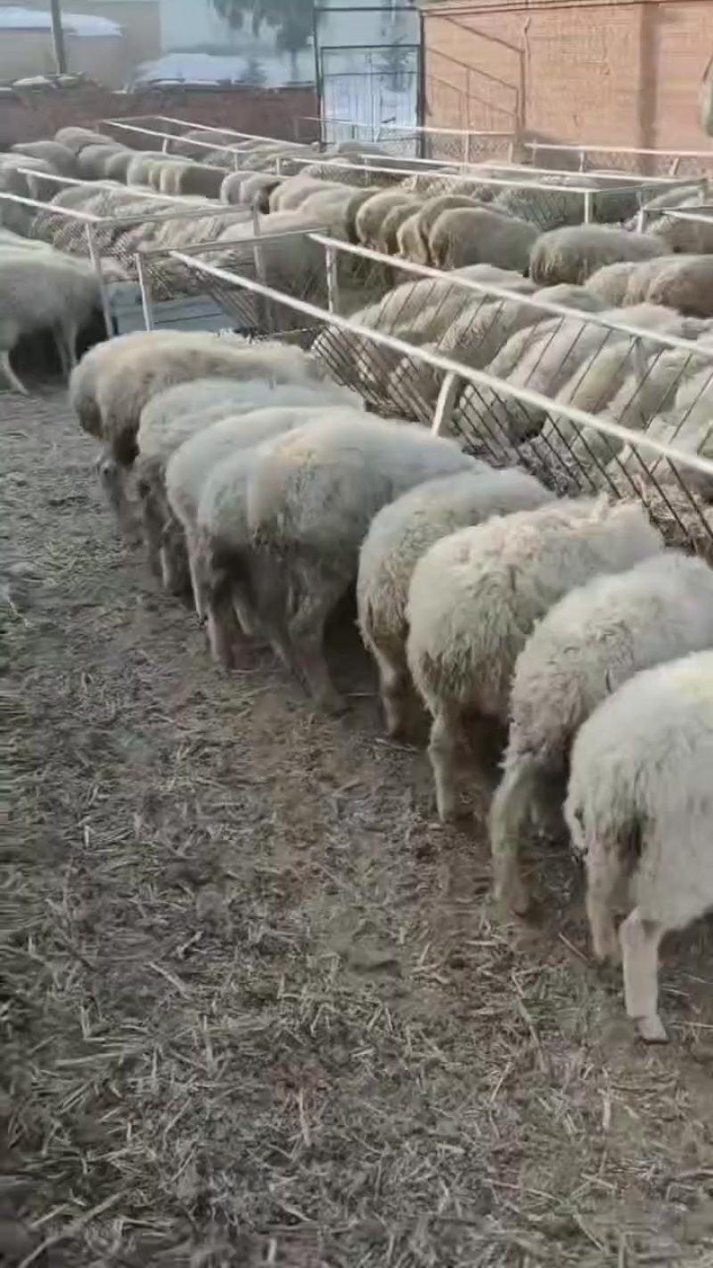 绵羊