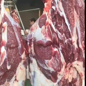 鲜牛肉西门塔尔大公牛，每日新鲜屠宰