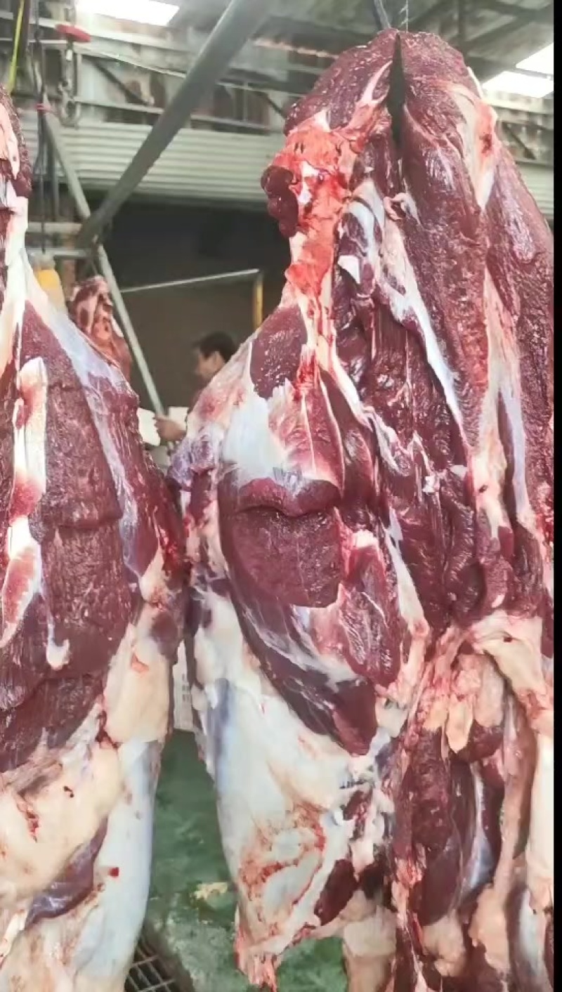 鲜牛肉西门塔尔大公牛，每日新鲜屠宰