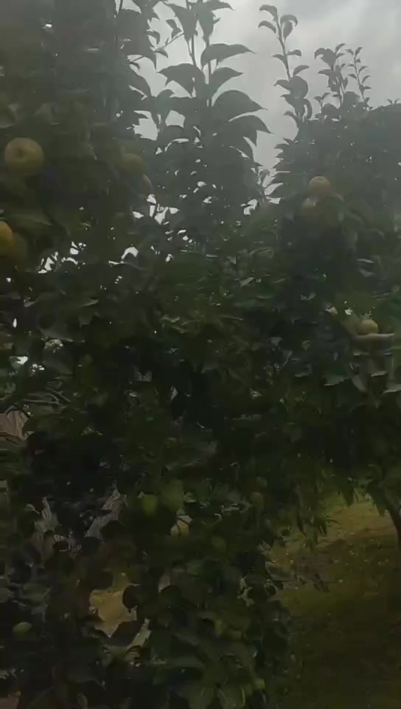 库尔勒香梨上市