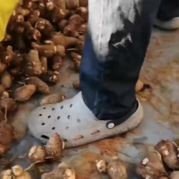 毛芋头大球，中球，小球，通货随到随装，交通方便